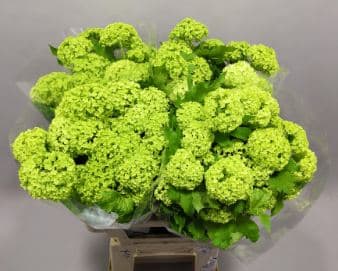 Novelty Viburnum Roseum 2 Hd