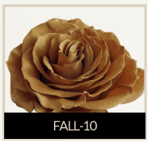 Rose Fall-10 Sub. Toffee Brown Caramel Tint 60 Cm