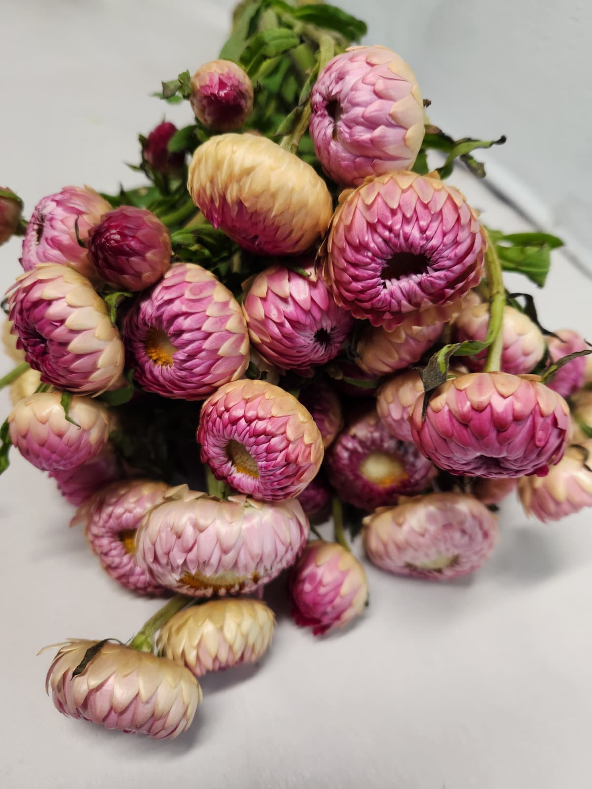 Strawflower Pink 60 Cm