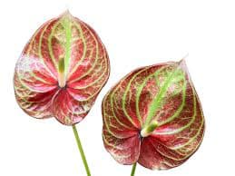 Anthurium Caribbean Red Green Bic Med Nl