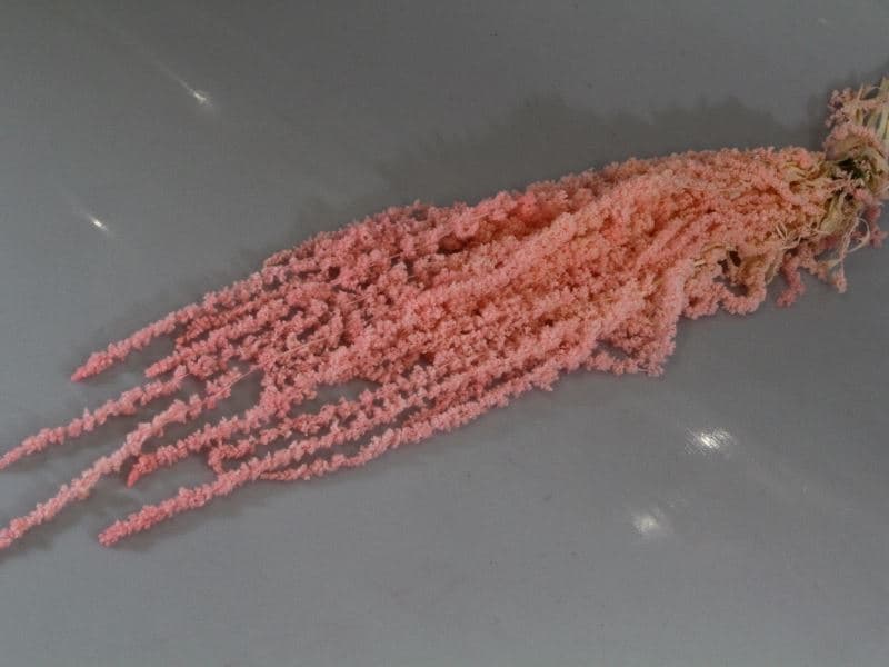Preserved Amaranthus Pink Light Hanging 4-6 St Italia