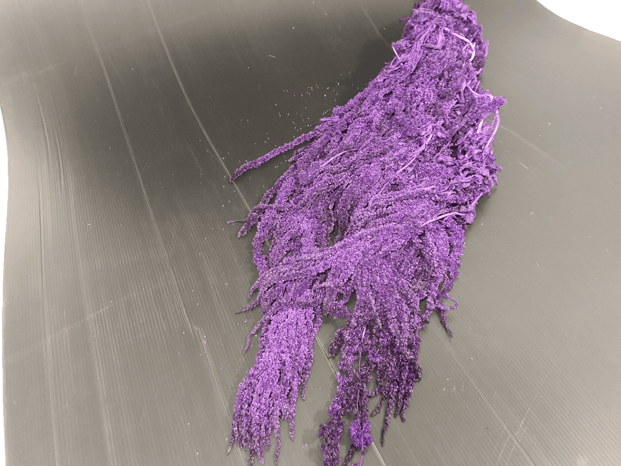 Preserved Amaranthus Lavender Purple 4-6 St Italia Hanging