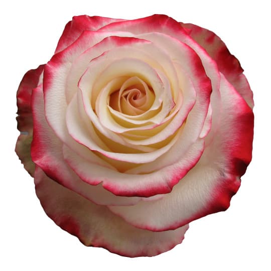 Rose Sweetness White Bic 60 Cm