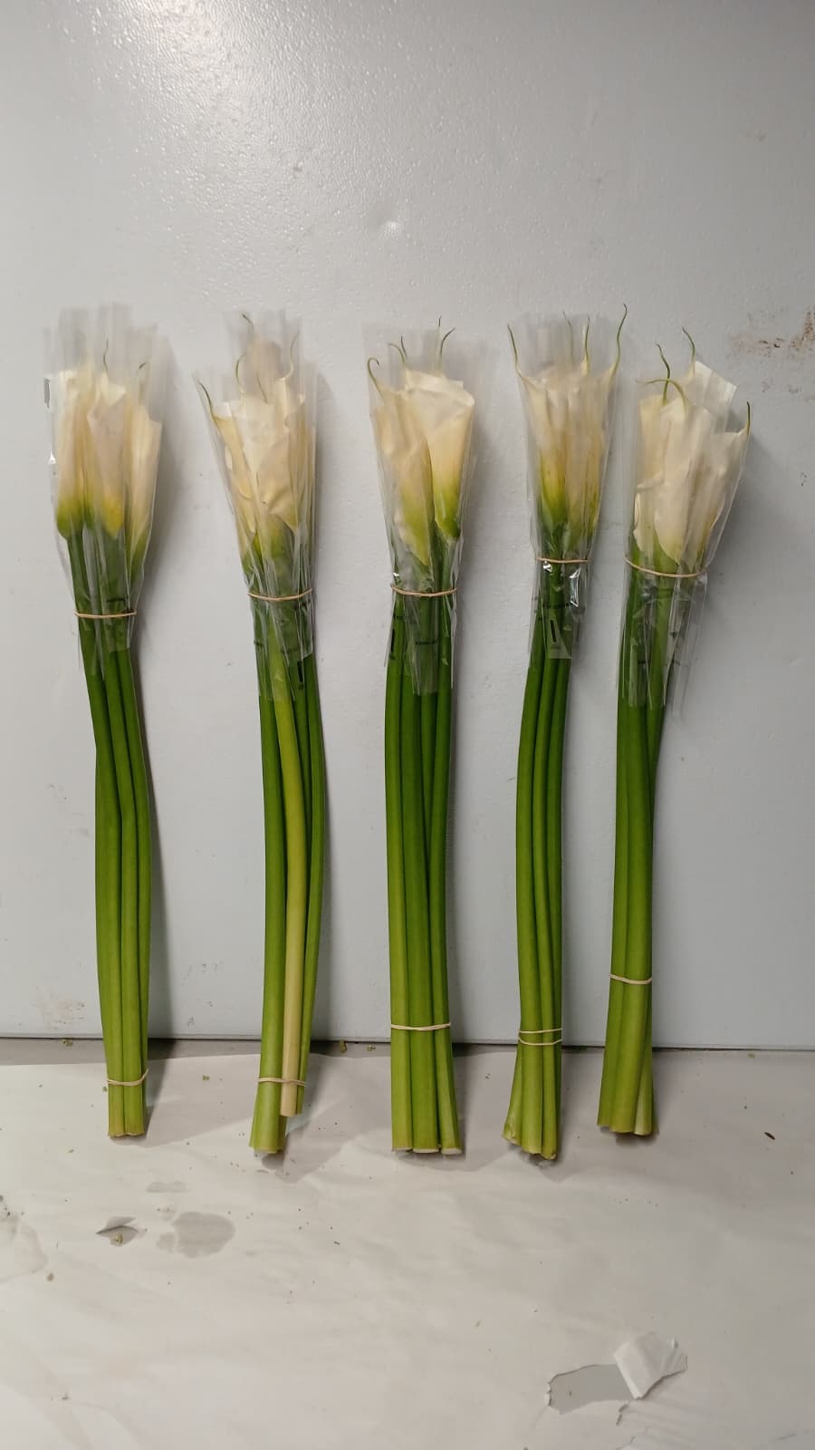 Calla Lily Regular Cut White Fancy 60 Cm Col