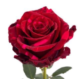 Rose Panther Red Bic 50 Cm