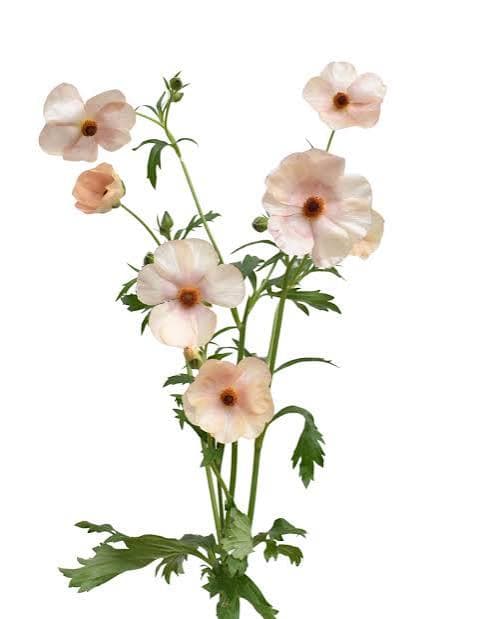 Ranunculus Butterfly Melissa Blush White 40 Cm