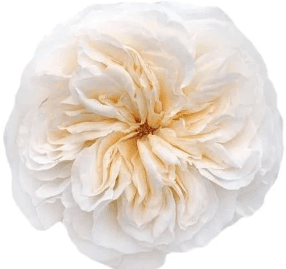 Rose (garden) Vicky Gardens White Cream 50 Cm