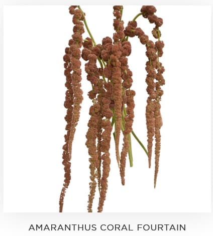 Amaranthus Coral Hanging Brown 80 Cm
