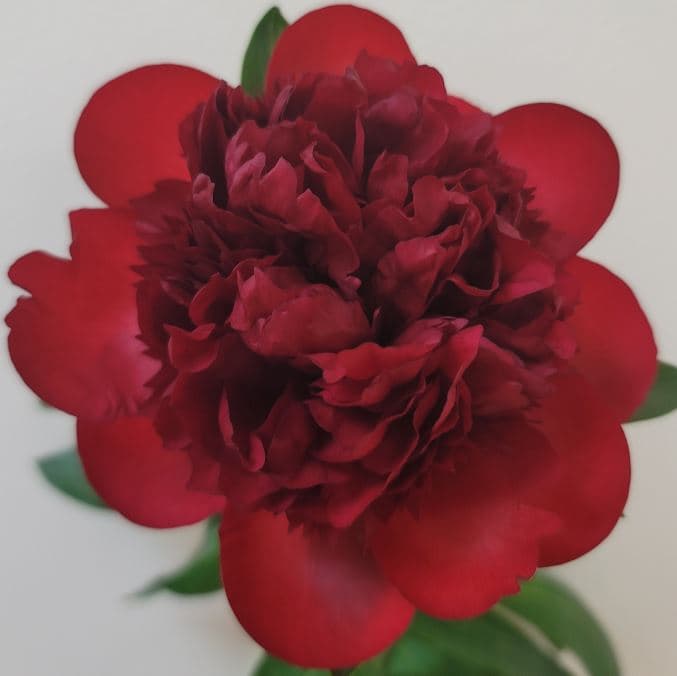 Peony Diana Parks Red 50 Cm
