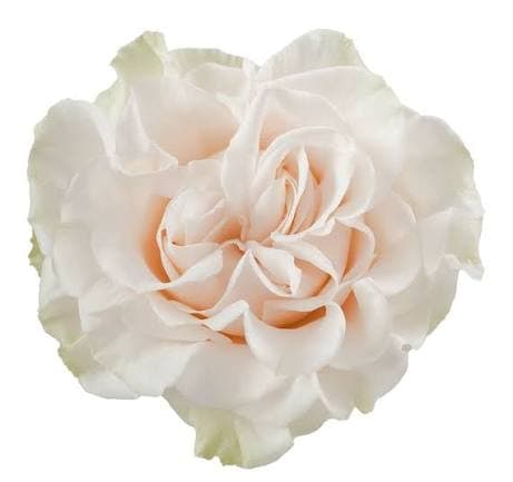Rose (garden) Cotton Xpression White Cream 50 Cm Ec