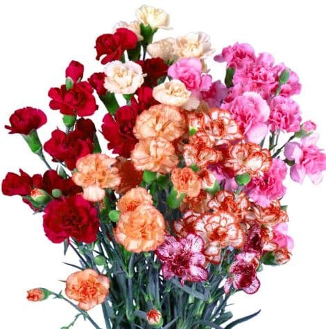 Carnation Mini Asst Fancy