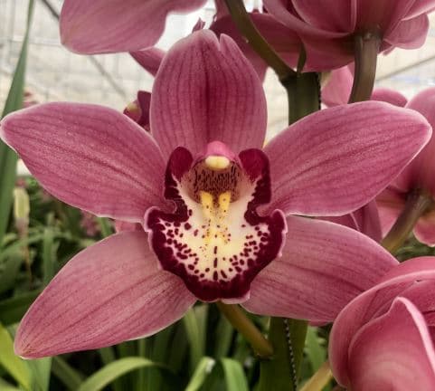 Cymbidium Royal Power Pink Dark 13/18 Bl 80 Cm
