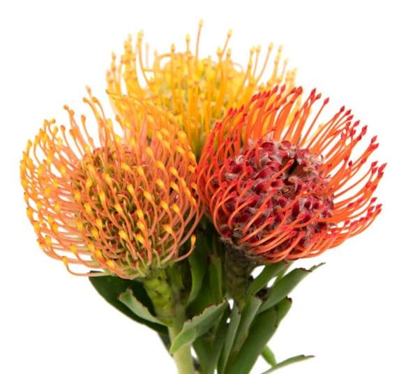 Protea Mix Pincushion Asst 35 Cm