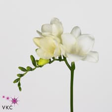 Freesia White Double