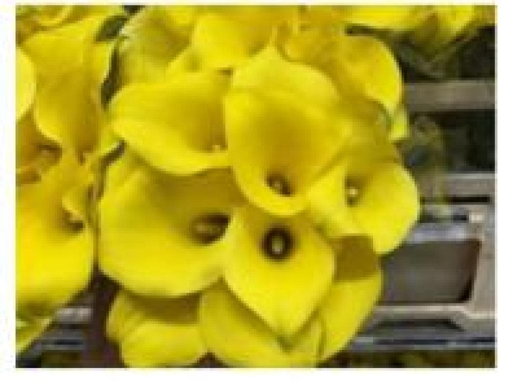 Calla (mini) Yellow 40 Cm