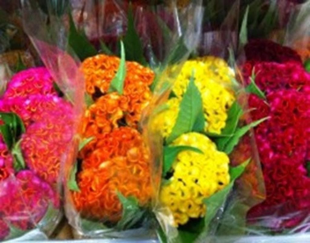 Novelty Brain Celosia Assorted