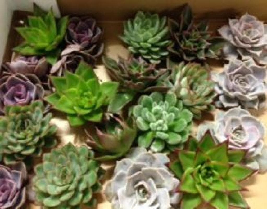 Echeveria Assorted 5.5 Cm