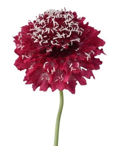 Scabiosa Scoop Apple Red Pink Dark 50/60 Cm