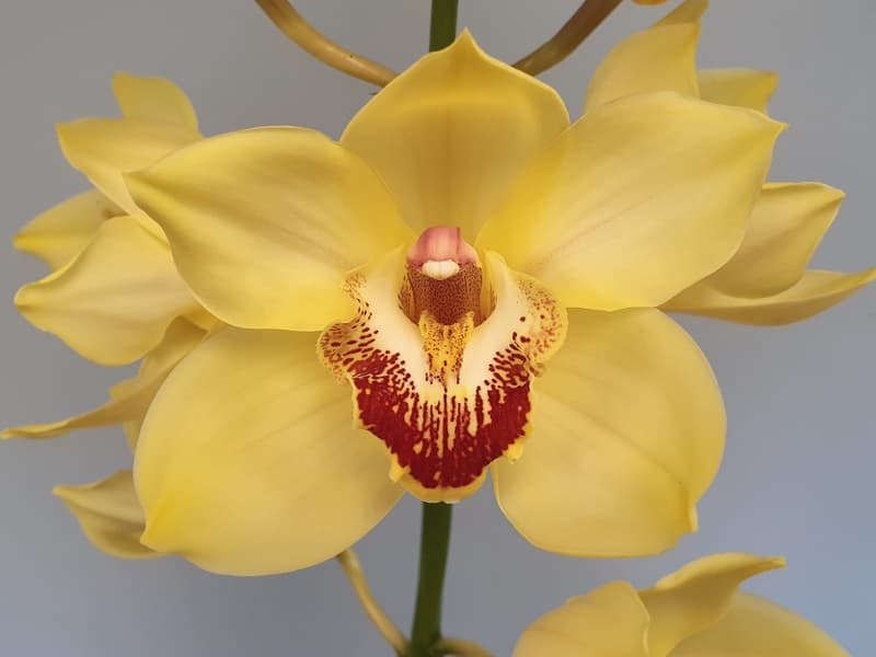 Cymbidium Arcadian Yellow 5/8 Bl 50 Cm