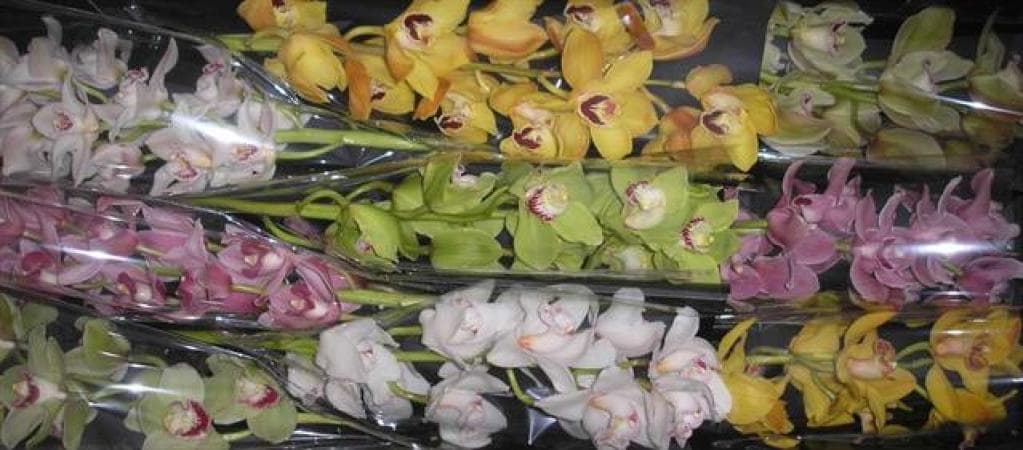 Cymbidium Assorted 12/15 Bl 80 Cm