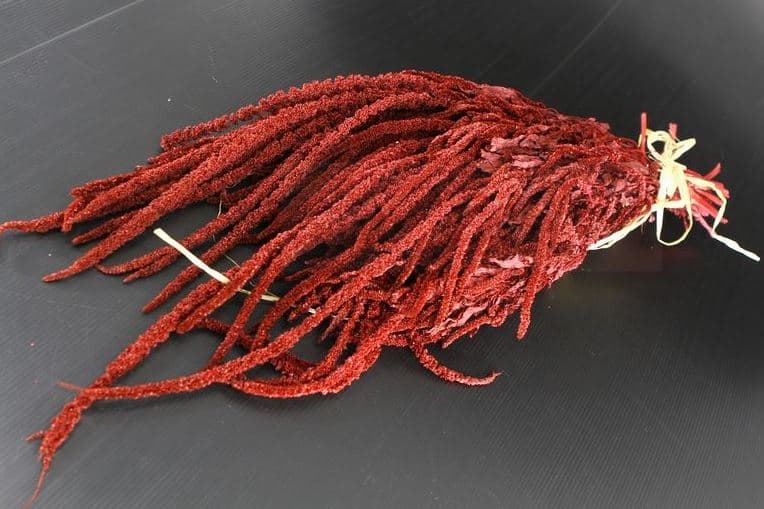 Preserved Amaranthus Burgundy Hanging 100 Gr Italia 4-6 St Bu (sub. Red)