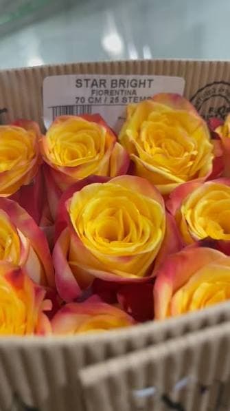 Rose Star Bright Yellow Bic 40 Cm