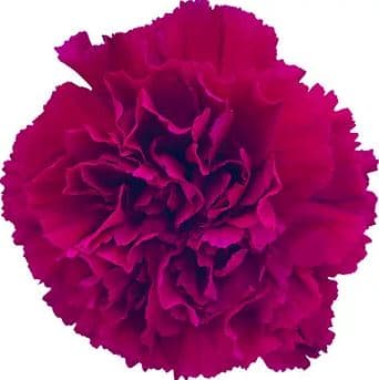 Carnation Golem Purple Fuschia Fancy