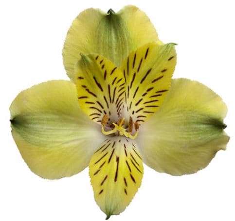 Alstro Shakira Yellow Green Fancy