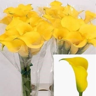 Calla (mini) Gold Medal Yellow 40 Cm
