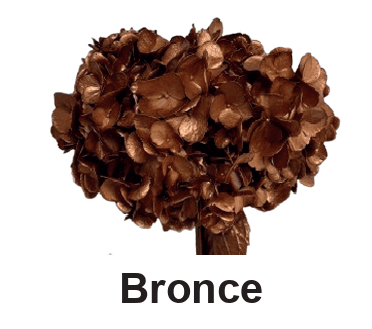 Hydrangea Tint Flf Bronze Select 16 Cm