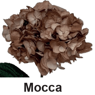 Hydrangea Tint Mocca 16 Cm Select Col