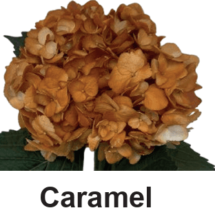 Hydrangea Tint Caramel Select 16 Cm