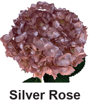 Hydrangea Flf Silver Rose 16 Cm Select Col