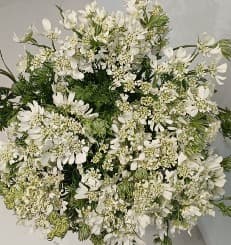 Novelty Orlaya (white Lace) White 60 Cm