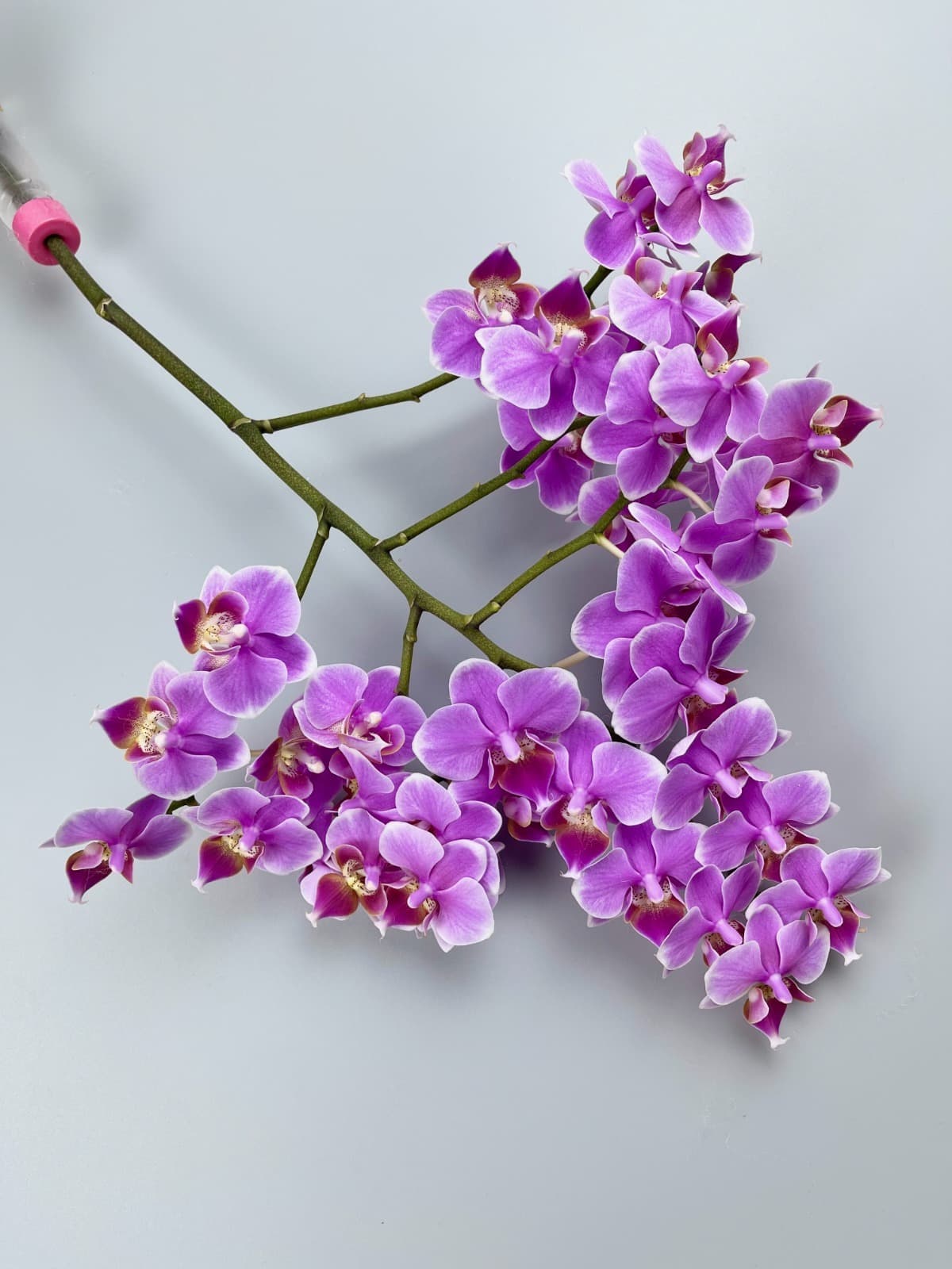 Orchid Riri Phal Mini Pink 15-25 Bl Tw