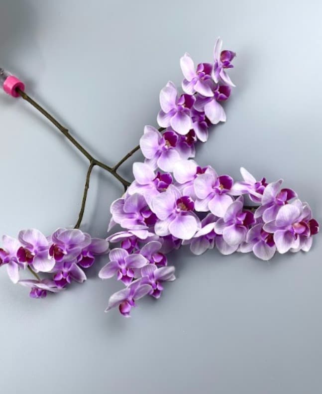 Orchid Candy Rara Phal Mini Pink Bic 15-25 Bl