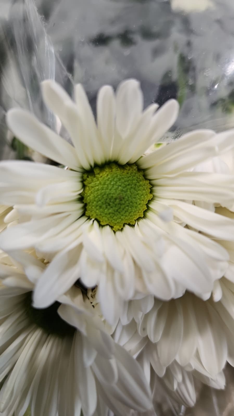 Pompon Daisy White Atlantis