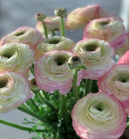 Ranunculus Felicidade Pink Bic Clooney 40 Cm