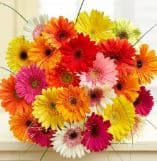 Gerbera Assorted 50 Cm