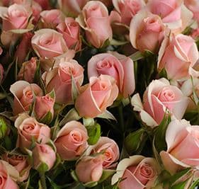 Rose (Spray) Pinky Peach Ilse 50 cm