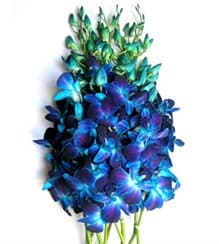 Dendrobium Sonia Bom Dyed Blue LL 55-60 cm