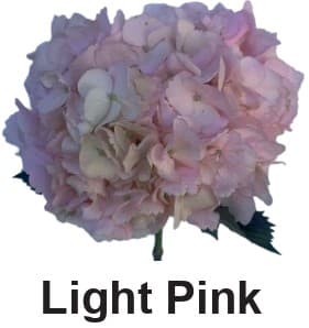 Hydrangea Flf Light Pink Tint 16 Cm Select