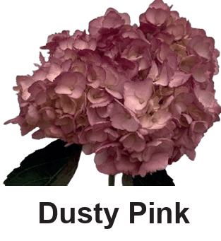 Hydrangea Flf Tint Dusty Pink Select 60 Cm Col