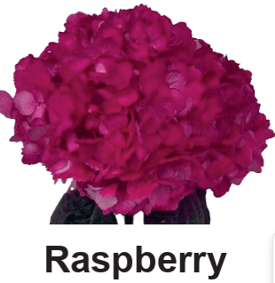 Hydrangea Raspberry Tint Flf Fuscia Select 16 Cm