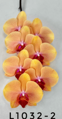 Orchid Phalaenopsis Orange Bic 7/8 Bl Tw L1032-2