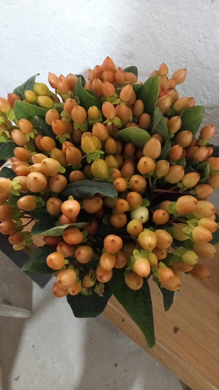 Hypericum Xl Peach Apricot 60 Cm