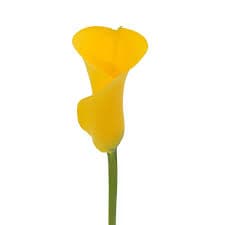 Calla (mini) Yellow 55 Cm