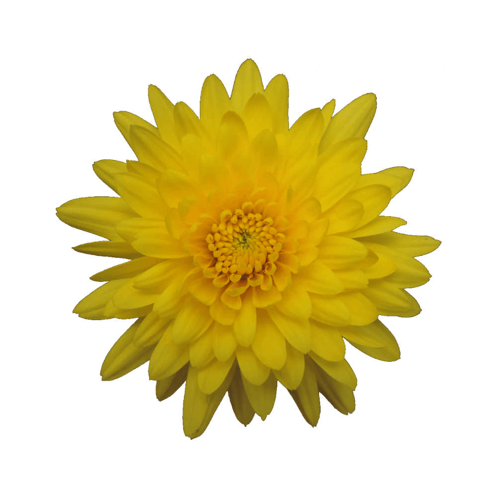 Pom Cushion Soleado Yellow