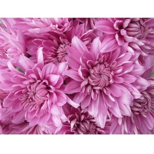 Pom Cushion Veronica Pink