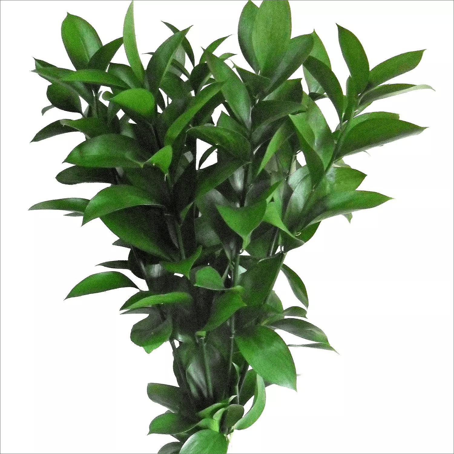 Ruscus Israeli 60cm